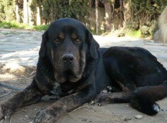 De algunos hechos, sucesos, anécdotas y otras noticias relacionadas con la Ciudad de Écija. Encontradas en las Hemerotecas Españolas. (Capítulo XLII)