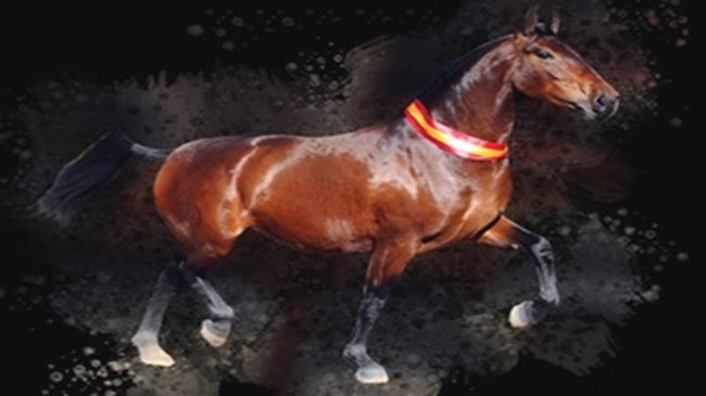 IV Concurso Morfológico de Pura Raza Española ‘ECUFAND 2019’