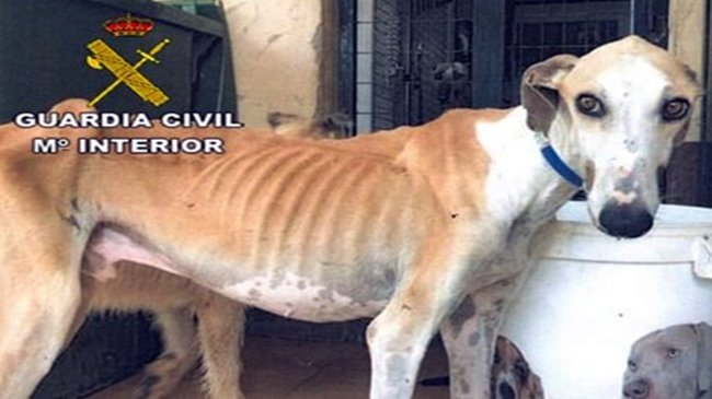 galgo maltratado