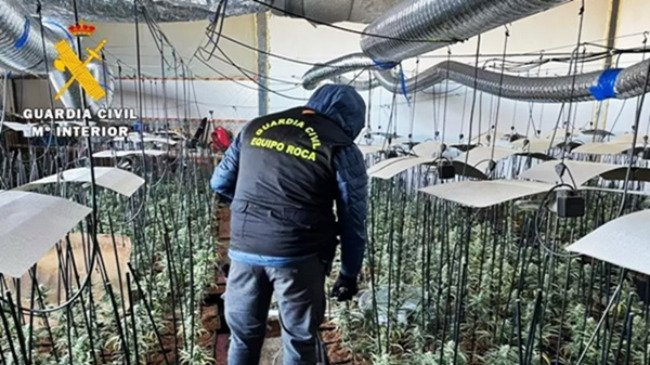 plantación de marihuana