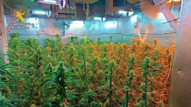 plantación de Marihuana en Fuentes de Andalucía