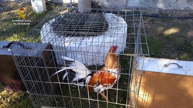 gallo de la raza 'Combatiente Español'