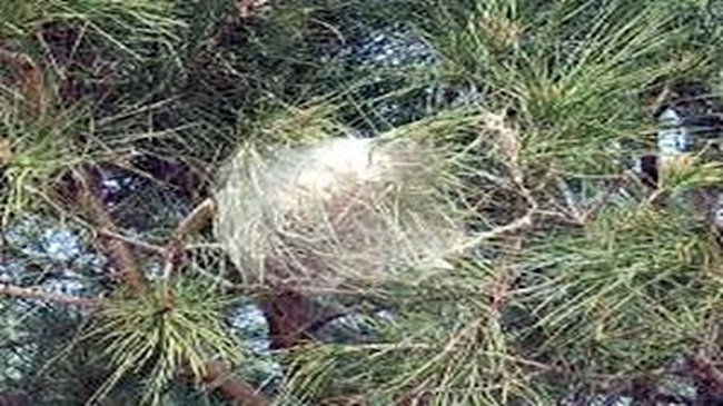 nido oruga procesionaria