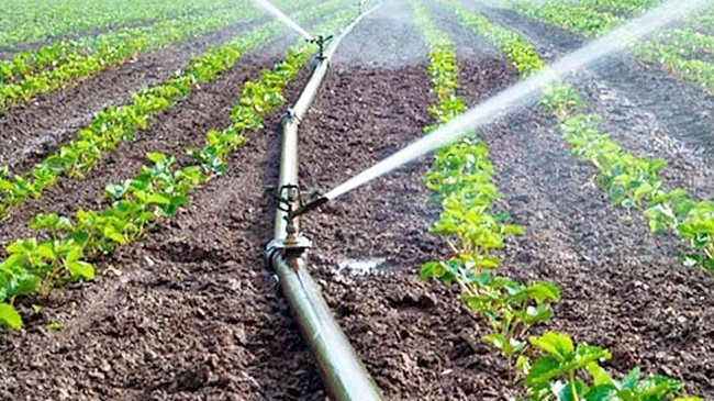 riego campo de cultivo