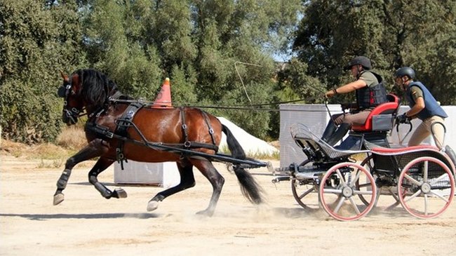 Campeonato Nacional Militar de Equitación