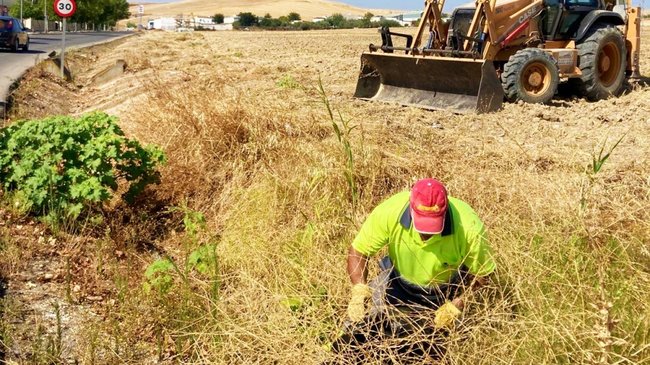 limpieza de solares y cunetas
